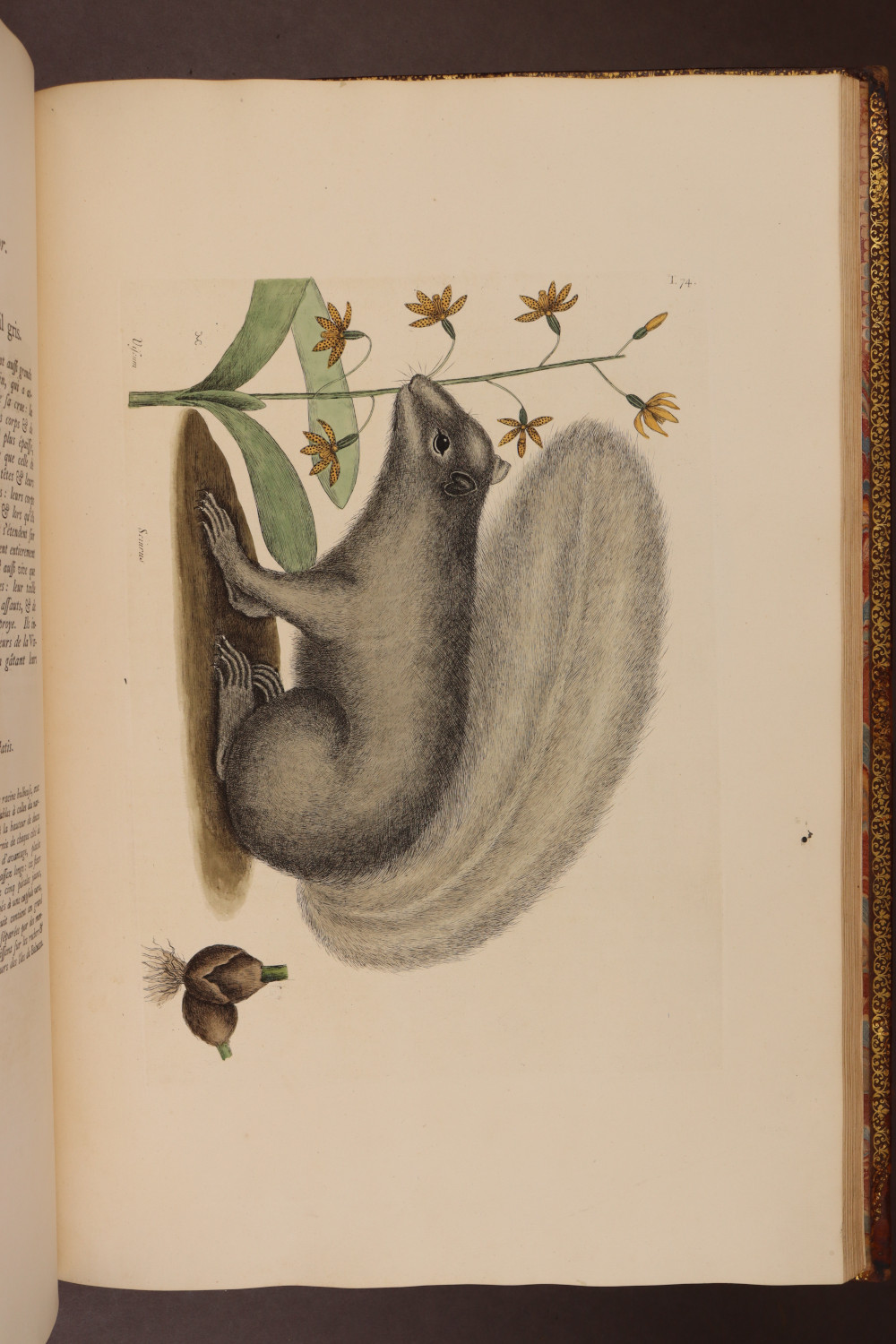 Plate 74